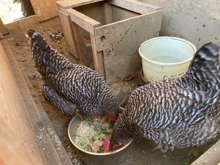 ニワトリにあたえる餌の量 | 旅と庭とDIY